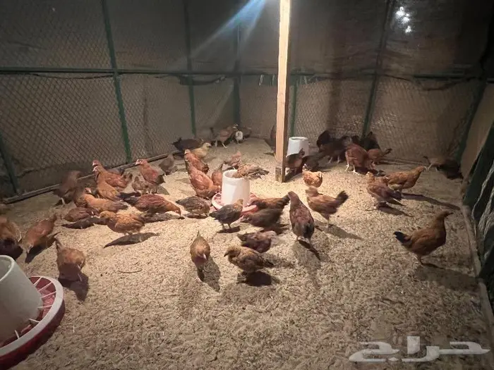 صوص فرنسي احمر العمر 3 شهور يوم العدد 65 6
