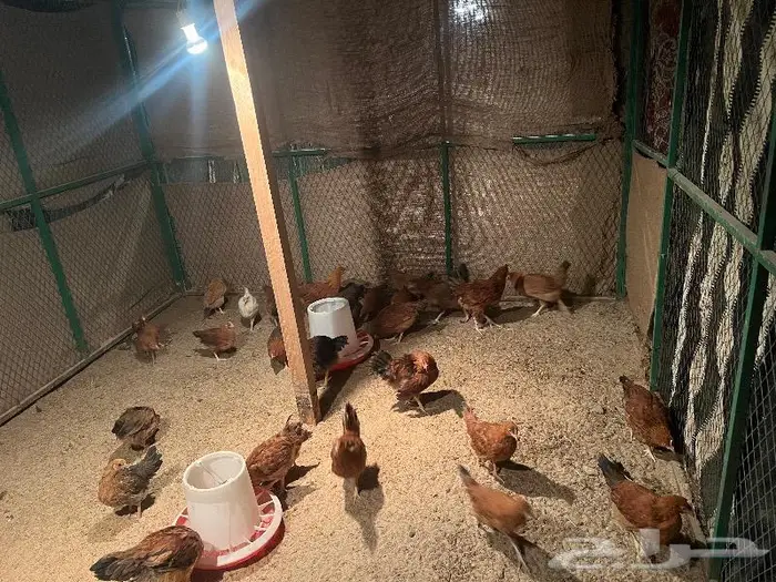 صوص فرنسي احمر العمر 3 شهور يوم العدد 65 1