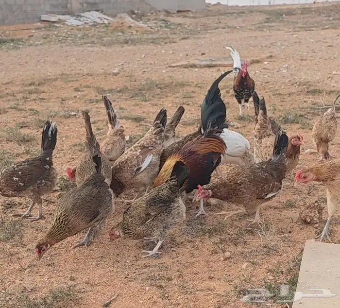 بيض دجاج عربي اصيل نادر شي فاخر 6