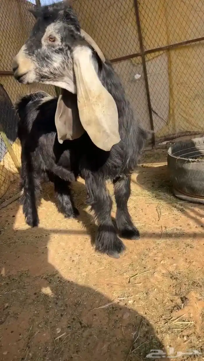 تيس عارضي صنف تم البيع 1