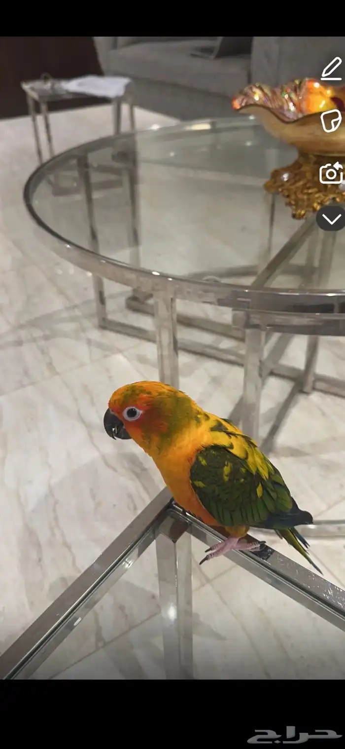 طير صن كنيور مفقود بالريان 2