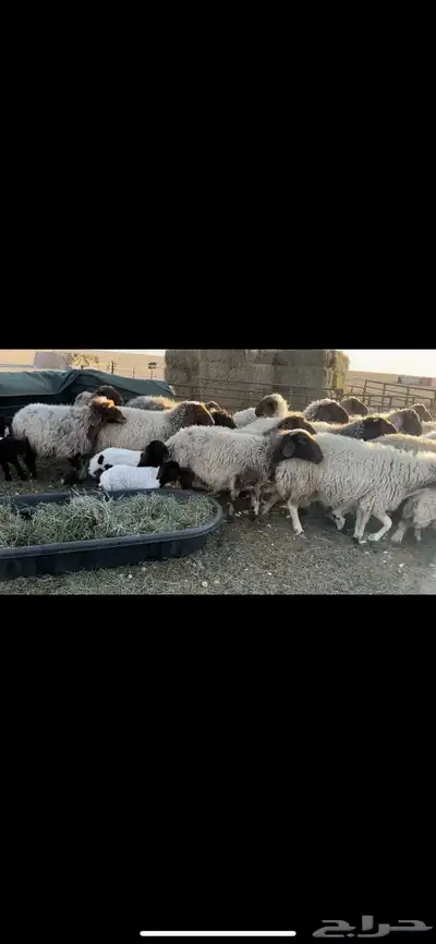غنم نعيم مطافيل 2