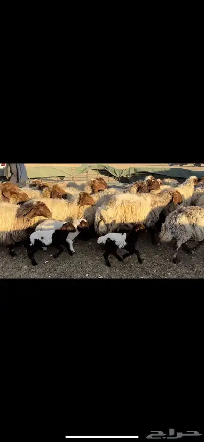 غنم نعيم مطافيل 8