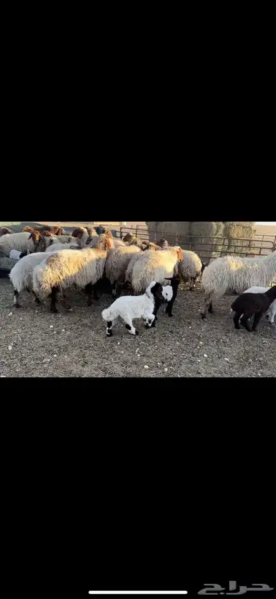 غنم نعيم مطافيل 4