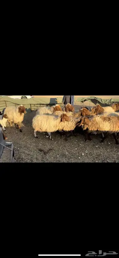 غنم نعيم مطافيل 1
