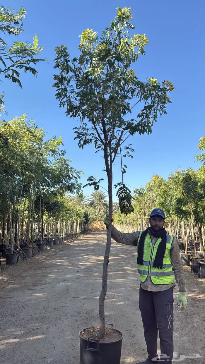 اشجار كميات كبيرة للبيع بالجملة للمشاريع 1