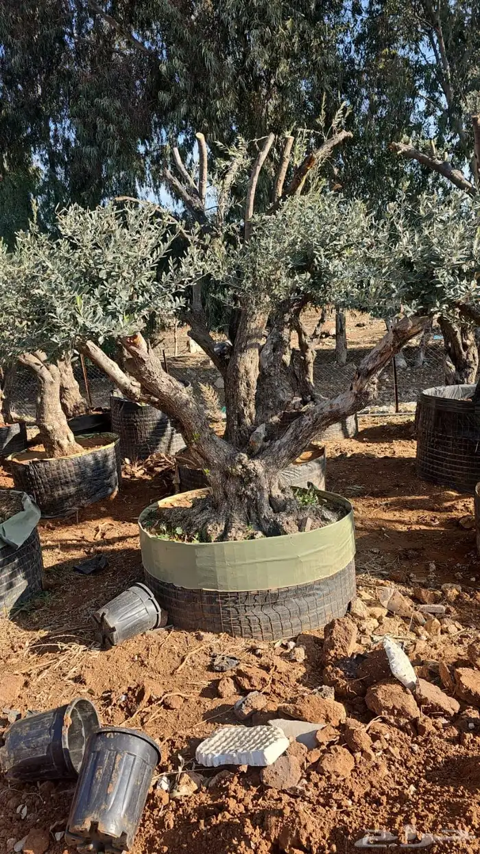 زيتون معمر افضل مشتل في توريد الشجر المعمر 64