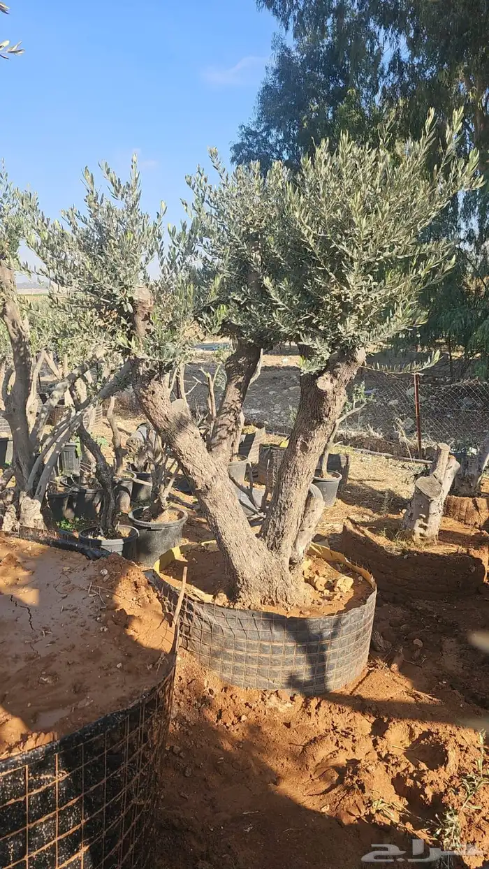 زيتون معمر افضل مشتل في توريد الشجر المعمر 63