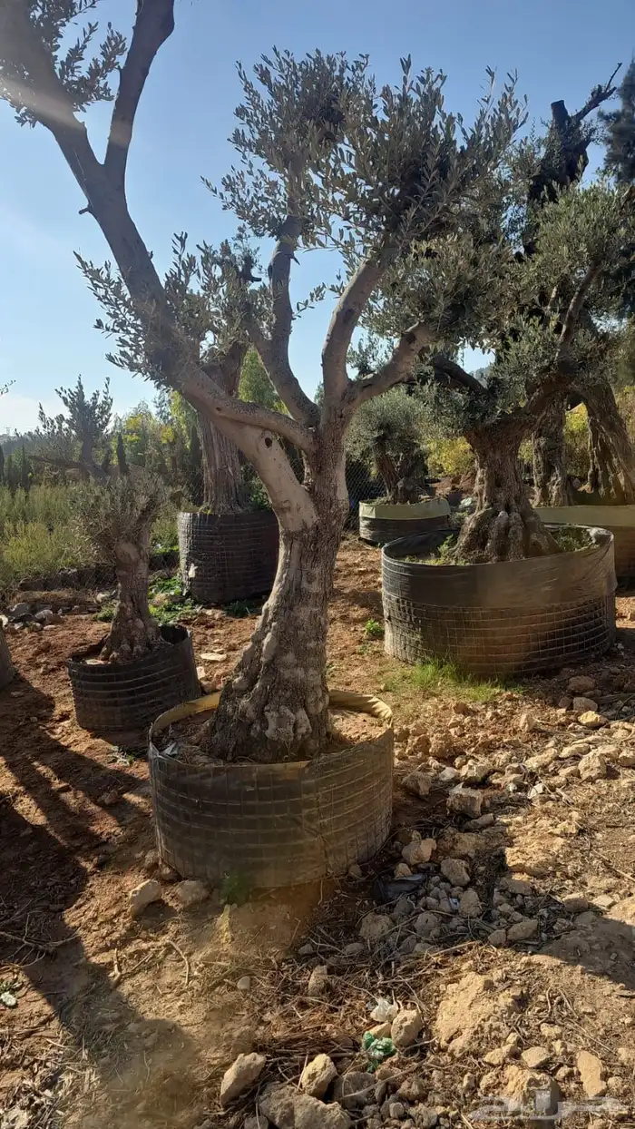 زيتون معمر افضل مشتل في توريد الشجر المعمر 61