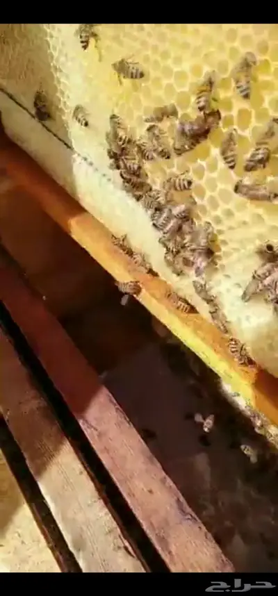 بيع خلايا حديثة نحل بفاتورة ضريبية 0