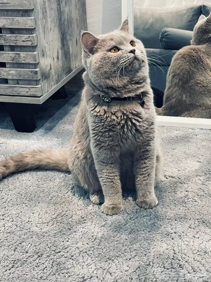 لتزاوج ذكر سكوتش ستريت 0