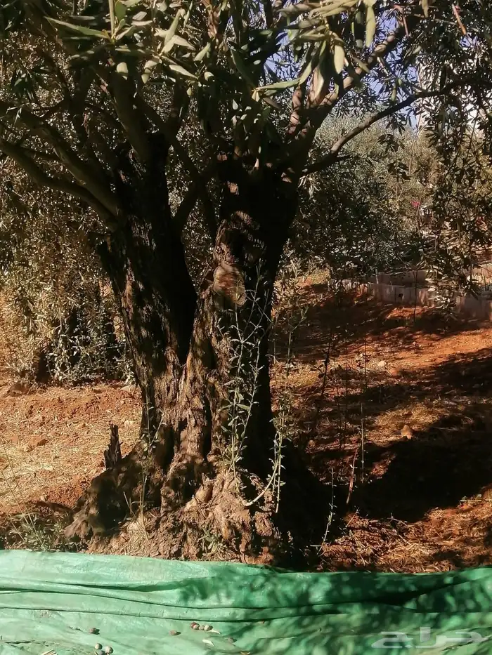 زيتون معمر افضل مشتل في توريد الشجر المعمر 53