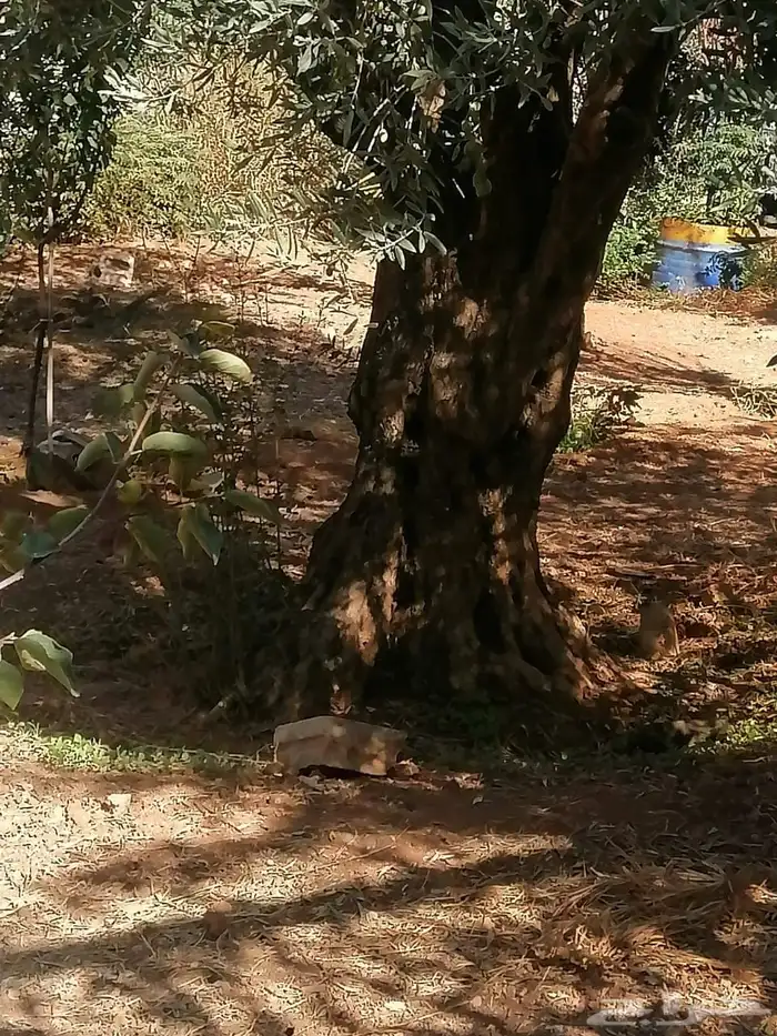 زيتون معمر افضل مشتل في توريد الشجر المعمر 54