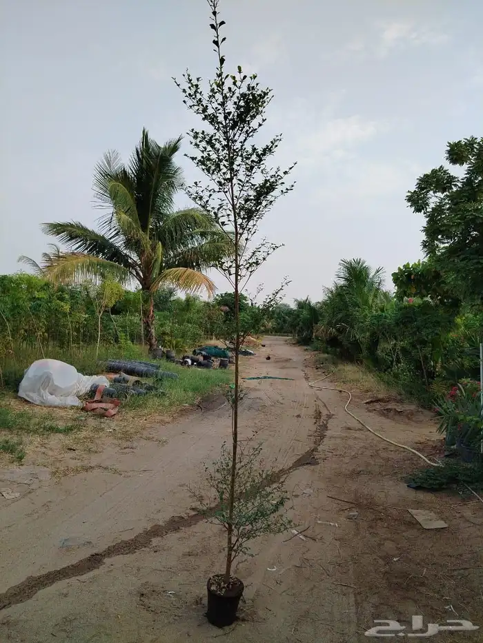 اشجار كميات كبيرة للبيع بالجملة للمشاريع 11