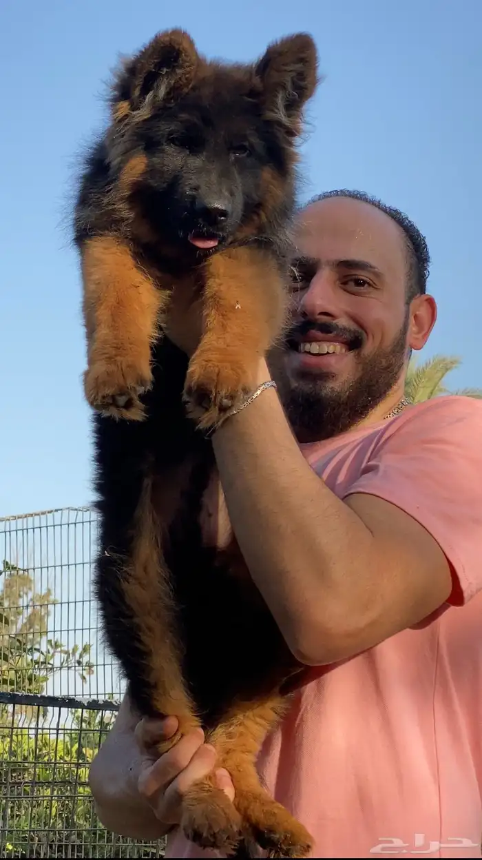 مدرب كلاب 7
