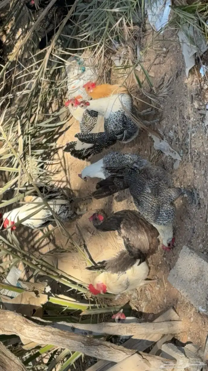 دجاج فيومي وحمام فرنسي 8