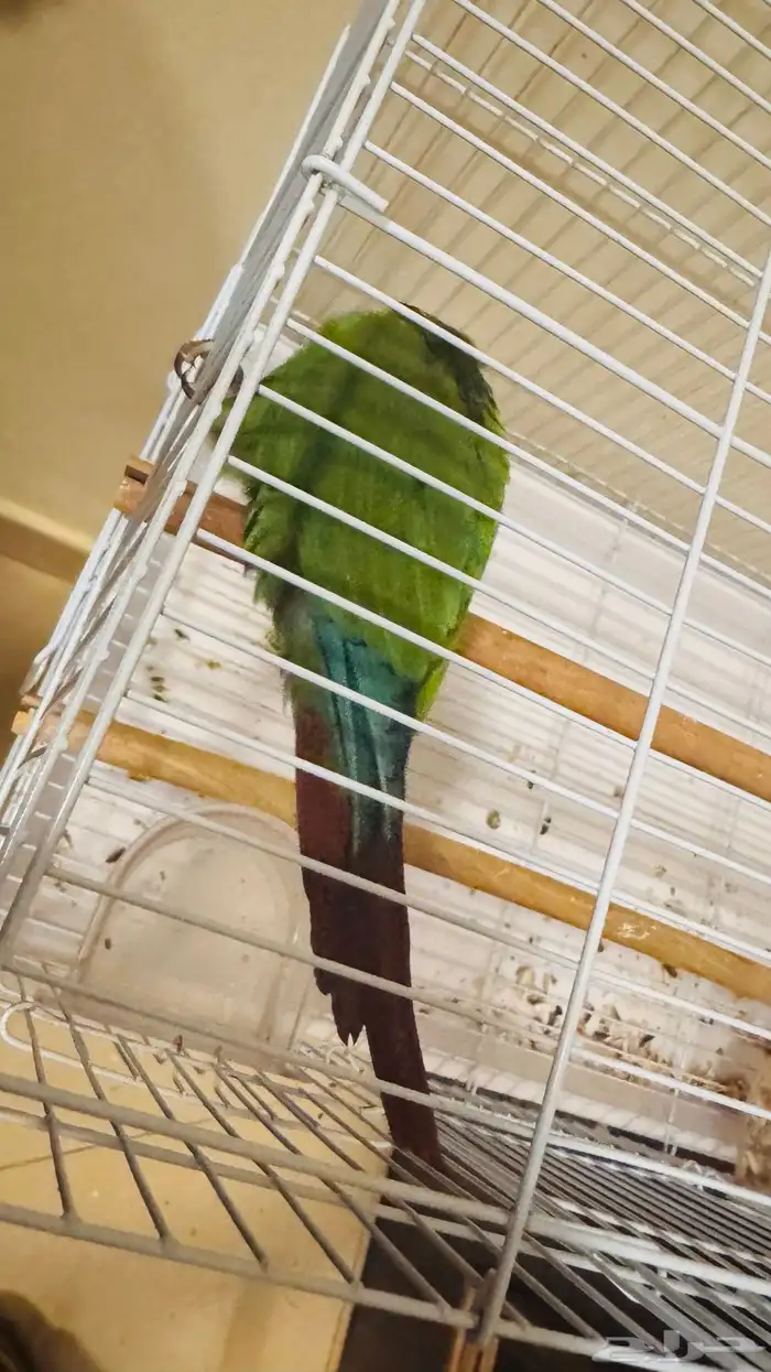 كنيور جرين شيكد مفطوم نشبة 1