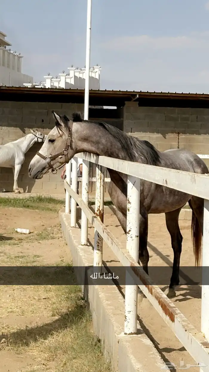 حصان شعبي شيخ ينفع للمبتدين وحار معا الخيال 0