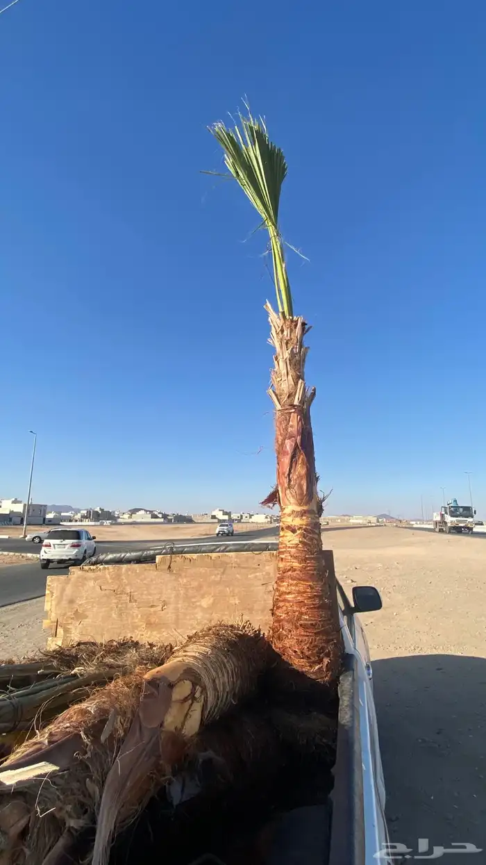 واشنطني زينه 5