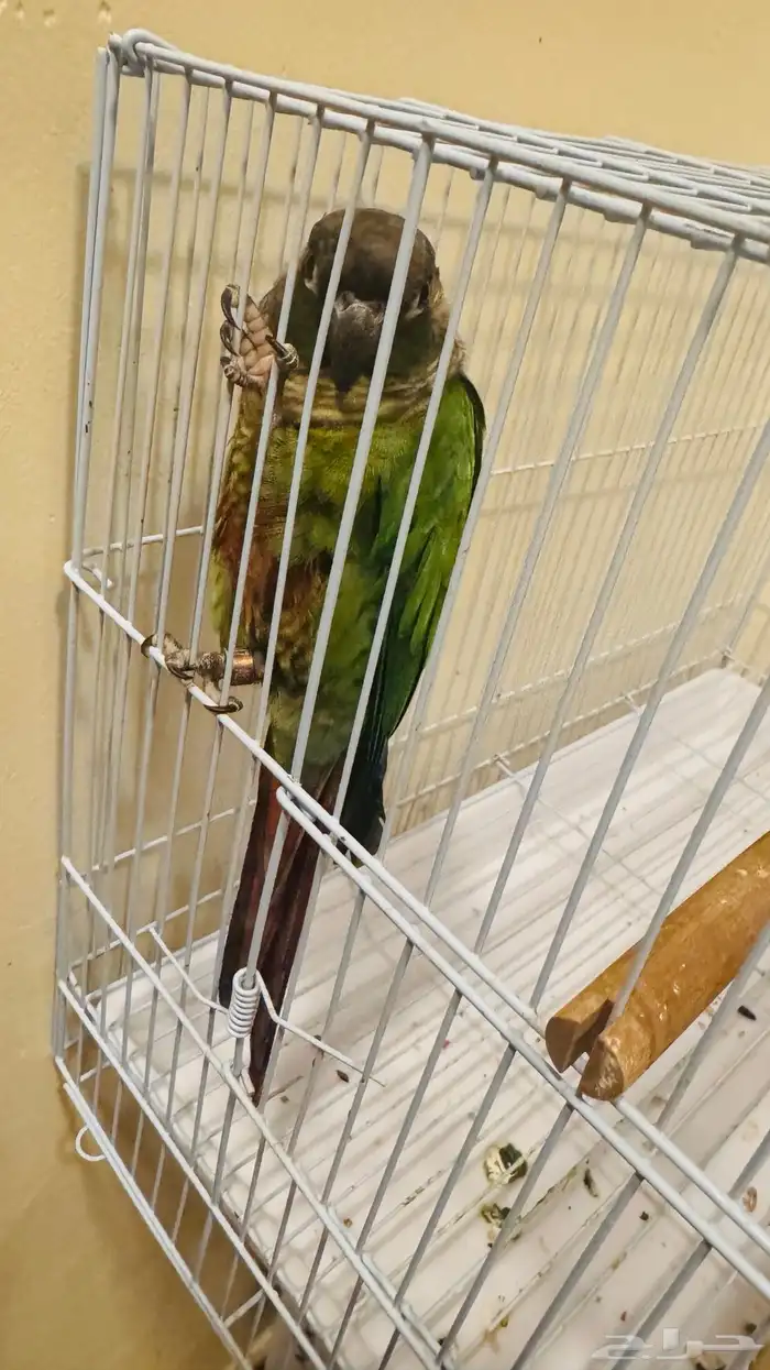 كنيور جرين شيكد مفطوم نشبة 2