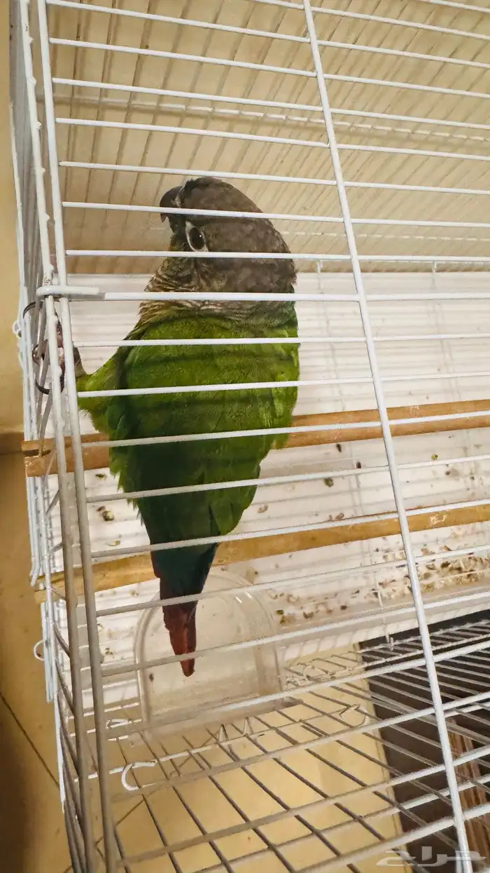 كنيور جرين شيكد مفطوم نشبة 0