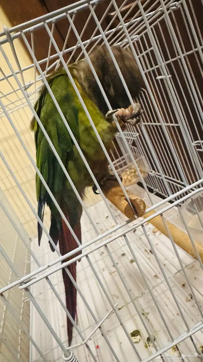 كنيور جرين شيكد مفطوم نشبة 4