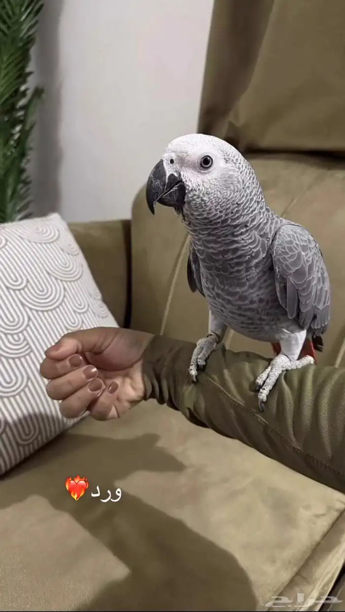 للبيع ببغاء كاسكو أفريقي 1