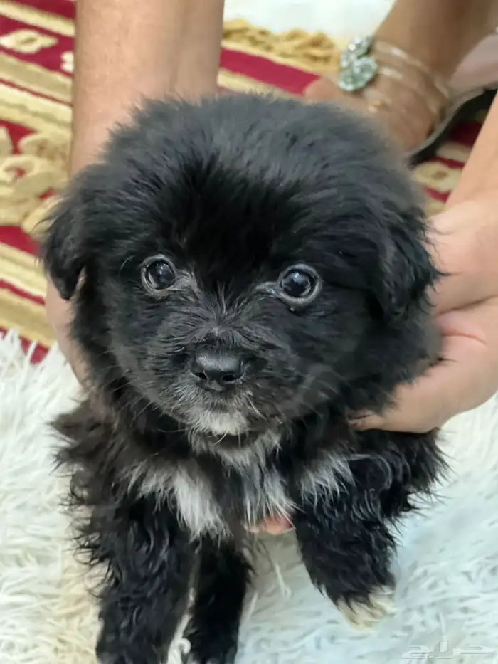 كلاب نوع مالتيز للبيع حديثة الولادة عمرها 40 يوم 16