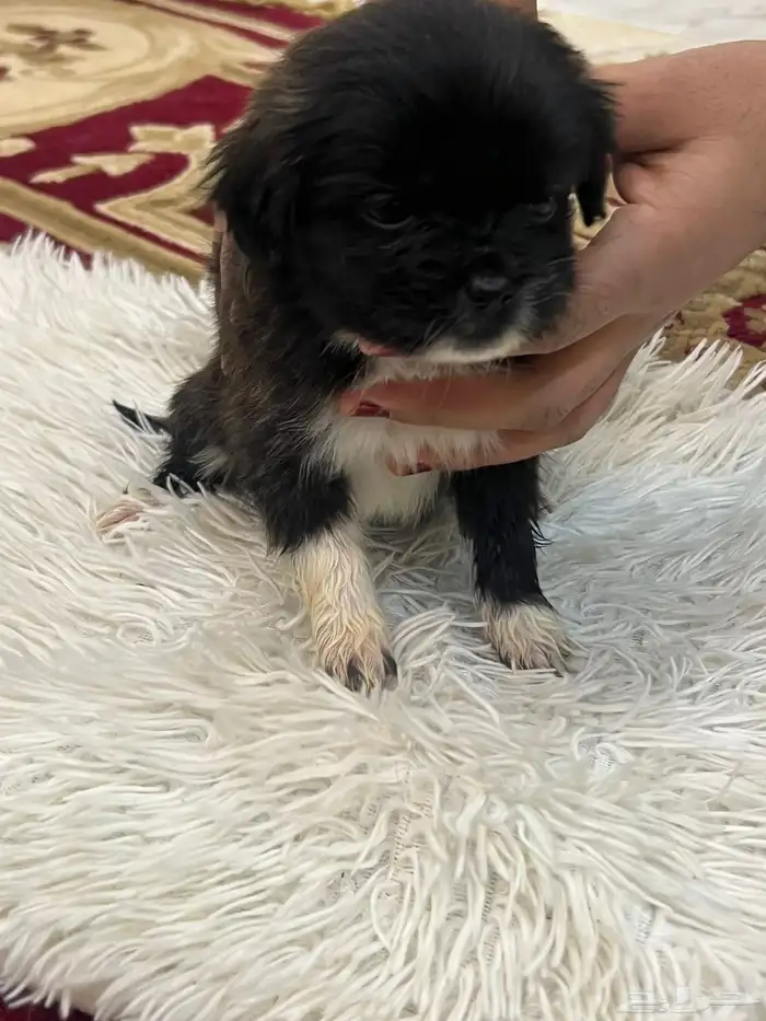 كلاب نوع مالتيز للبيع حديثة الولادة عمرها 40 يوم 5