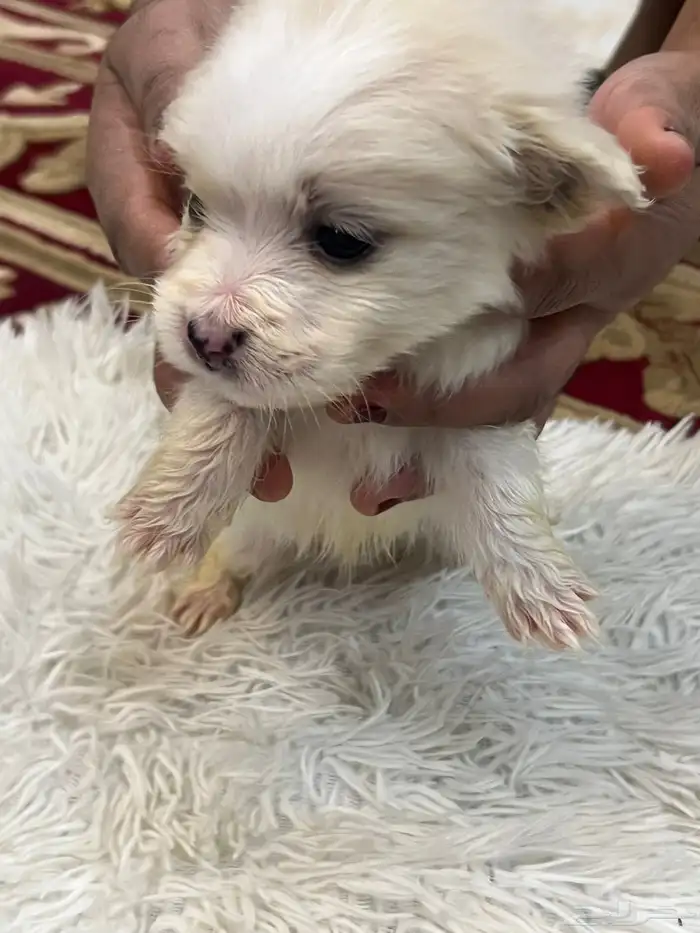 كلاب نوع مالتيز للبيع حديثة الولادة عمرها 40 يوم 1