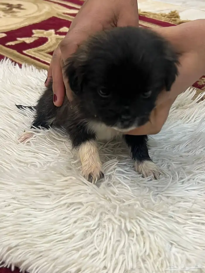 كلاب نوع مالتيز للبيع حديثة الولادة عمرها 40 يوم 6