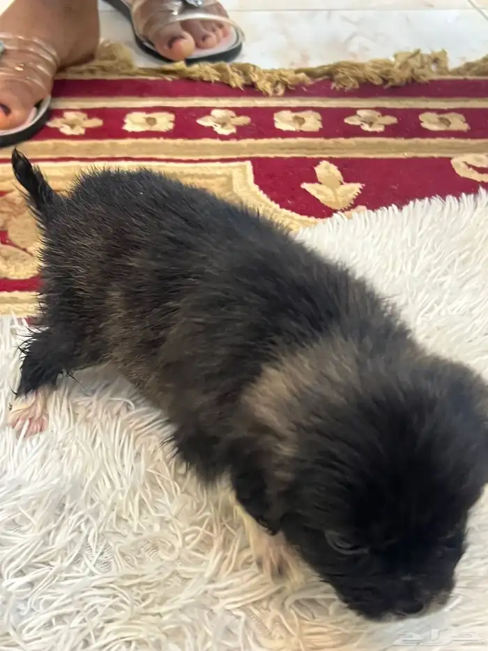 كلاب نوع مالتيز للبيع حديثة الولادة عمرها 40 يوم 4