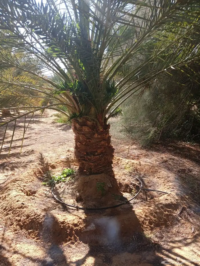 نخل وفسايل وجثايث مشكل 0