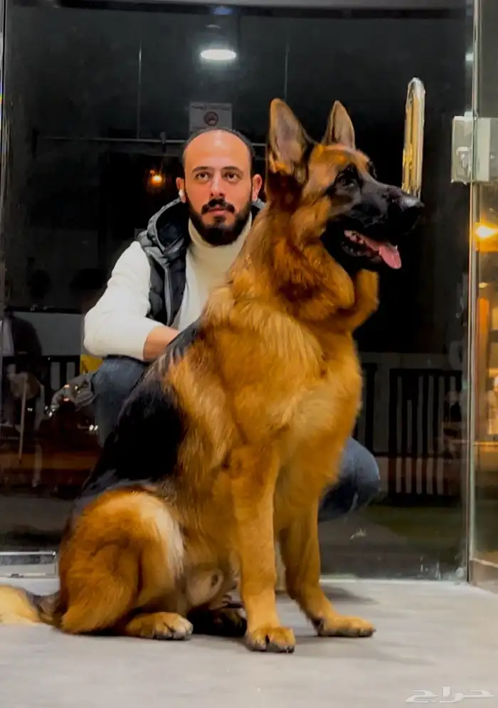 مدرب كلاب 16