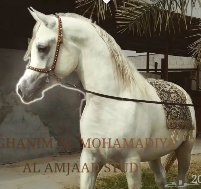 للبيع فرس ورق شيخه 0