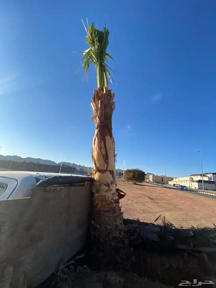 واشنطني زينه 1