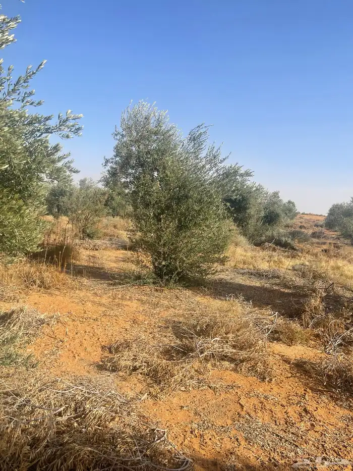 اشجار زيتون 7