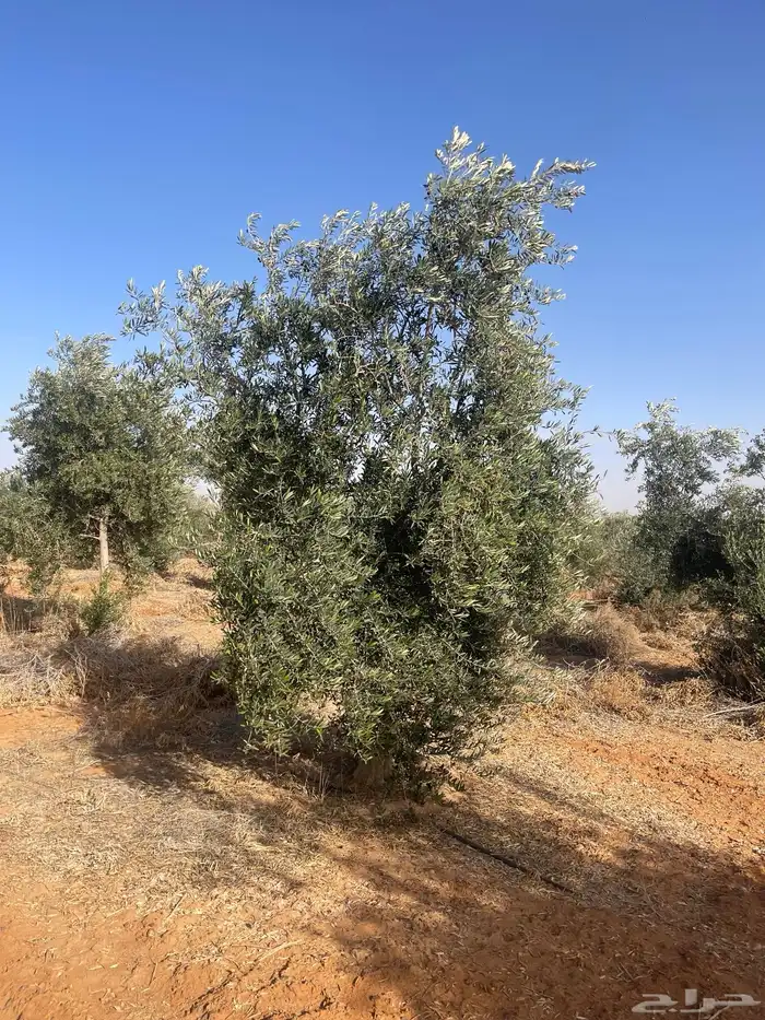 اشجار زيتون 1