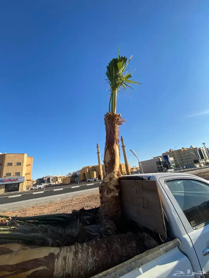 واشنطني زينه 0