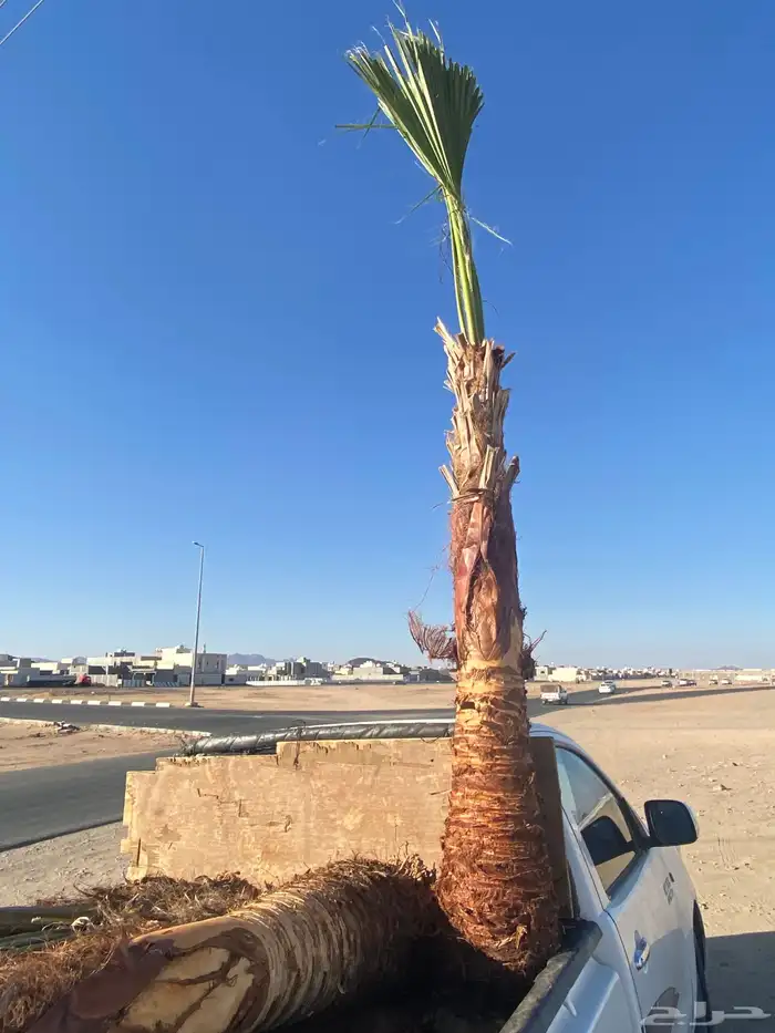 واشنطني زينه 6