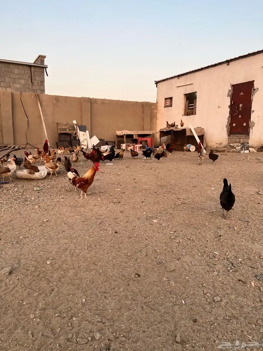دجاج بلدي و فيومي (( تم البيع )) 9