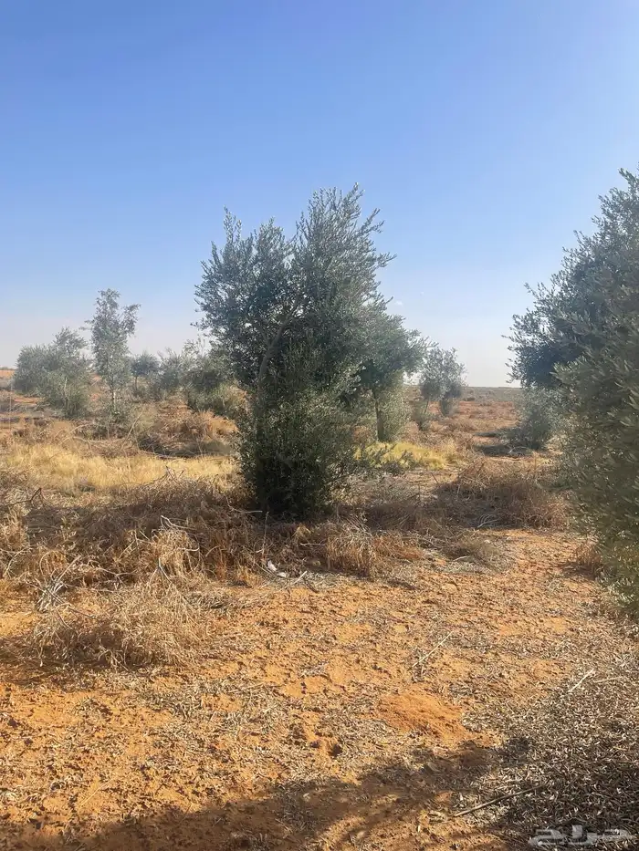 اشجار زيتون 9