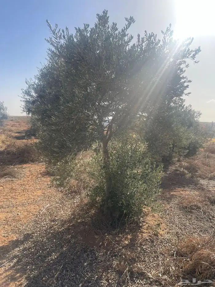 اشجار زيتون 8