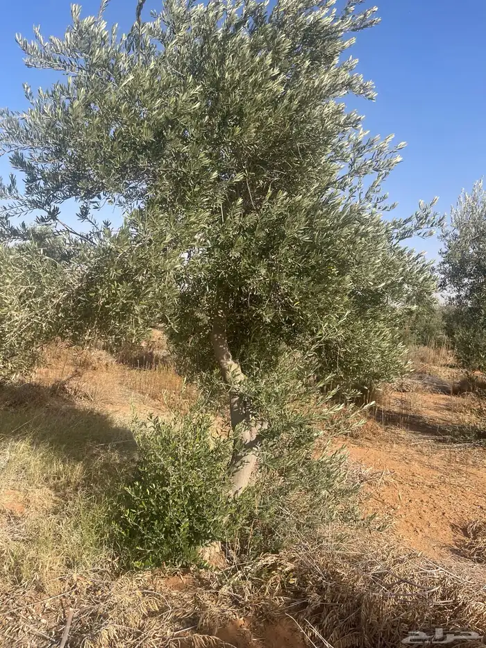 اشجار زيتون 6