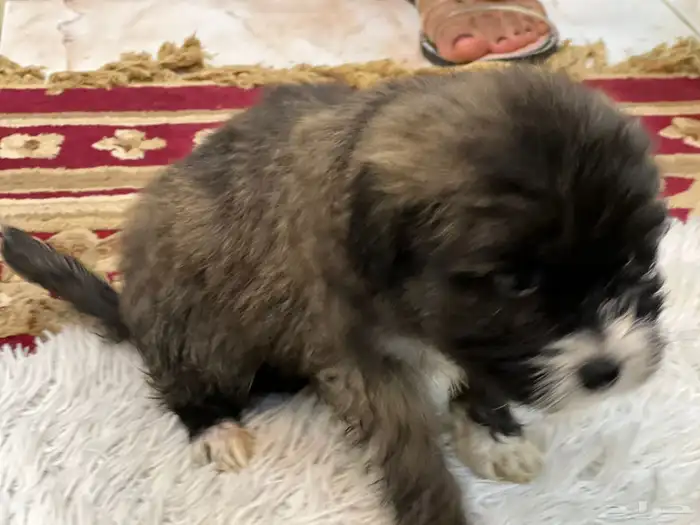 كلاب نوع مالتيز للبيع حديثة الولادة عمرها 40 يوم 12