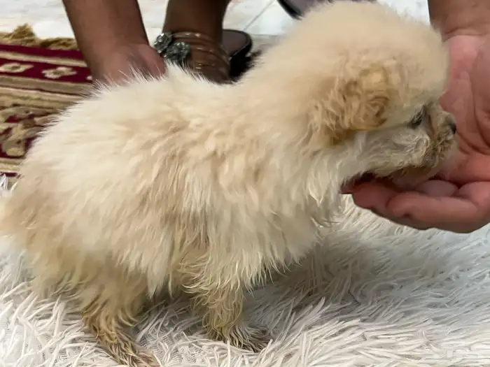 كلاب نوع مالتيز للبيع حديثة الولادة عمرها 40 يوم 11