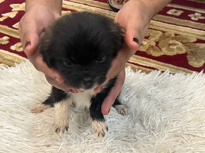 كلاب نوع مالتيز للبيع حديثة الولادة عمرها 40 يوم 3