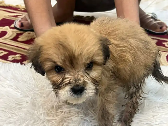 كلاب نوع مالتيز للبيع حديثة الولادة عمرها 40 يوم 8