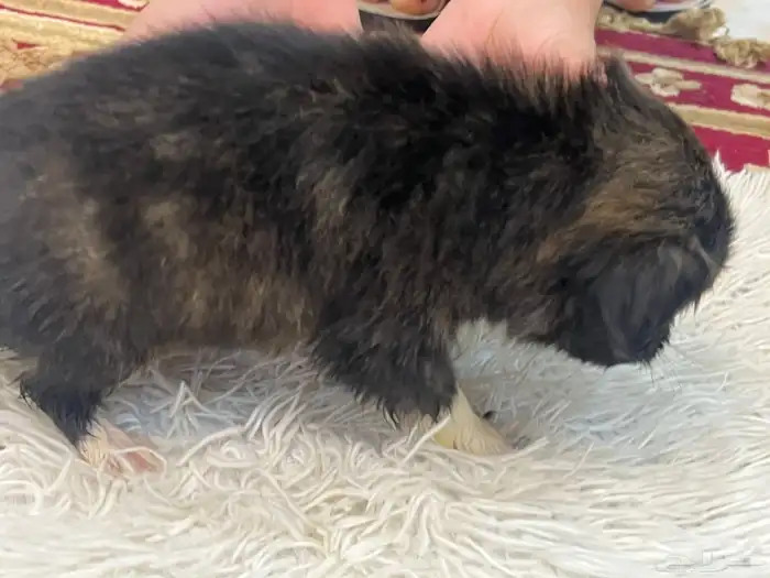 كلاب نوع مالتيز للبيع حديثة الولادة عمرها 40 يوم 7