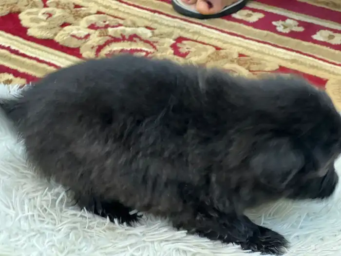 كلاب نوع مالتيز للبيع حديثة الولادة عمرها 40 يوم 13